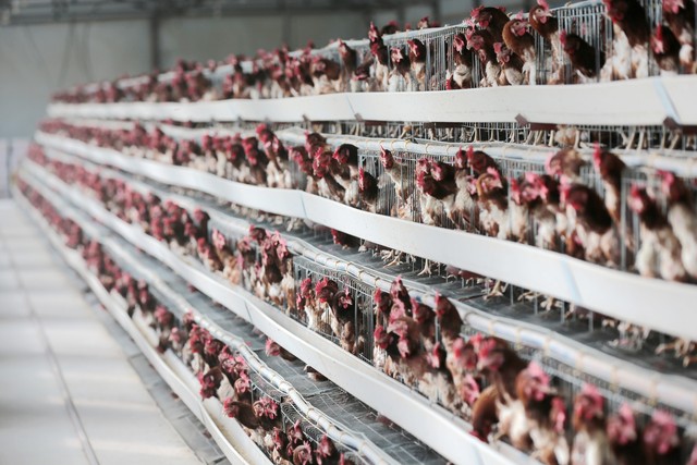 高端食用菌养殖市场分析_2025年最具潜力养殖项目_轻松赚钱小项目