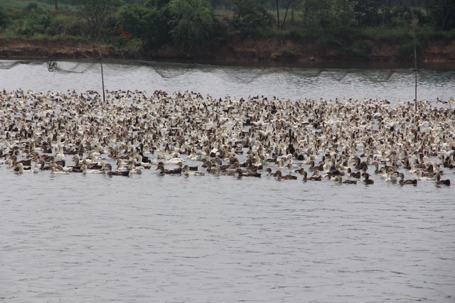 2025年最具潜力养殖项目_轻松赚钱小项目_高端食用菌养殖市场分析