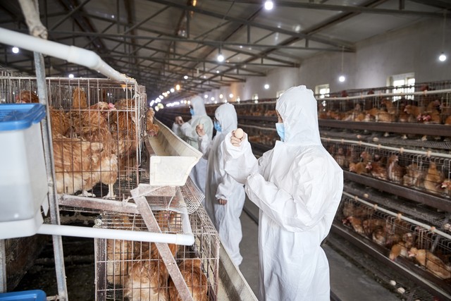 2025年最具潜力养殖项目_高端食用菌养殖市场分析_轻松赚钱小项目