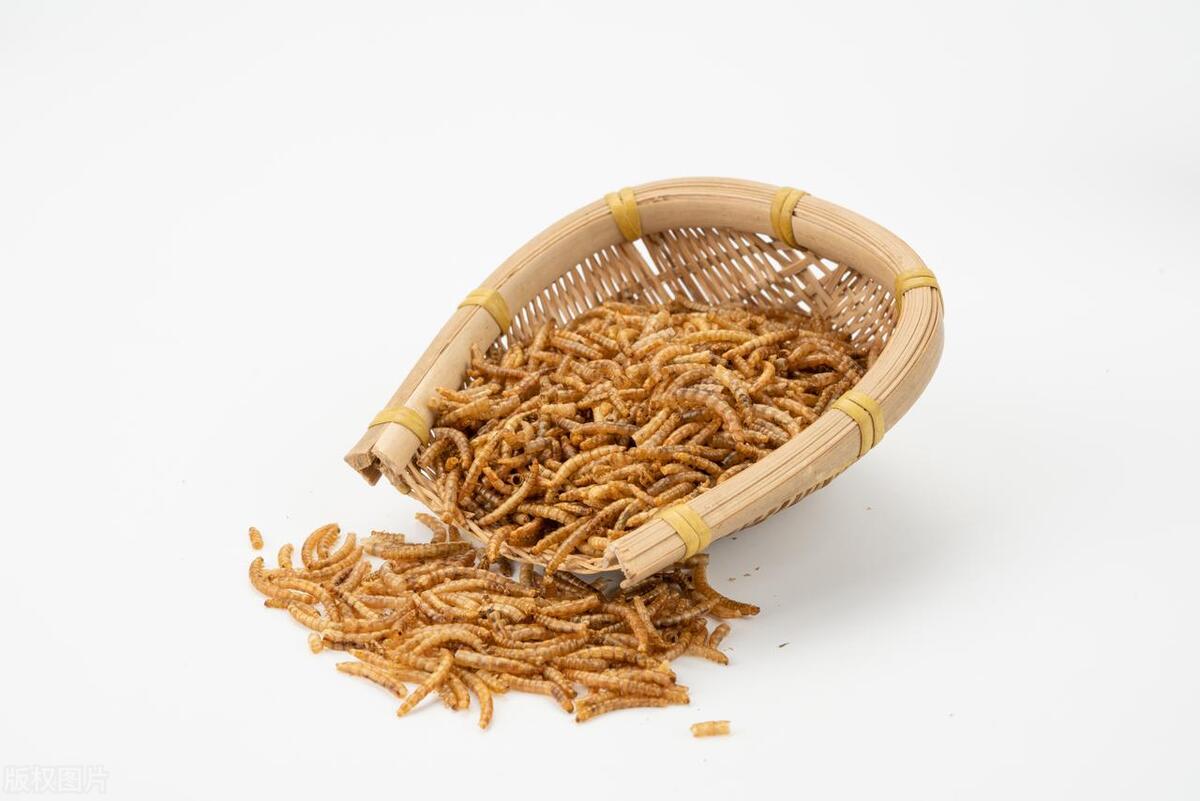 2025年最具潜力养殖项目_轻松赚钱小项目_高端食用菌养殖市场分析