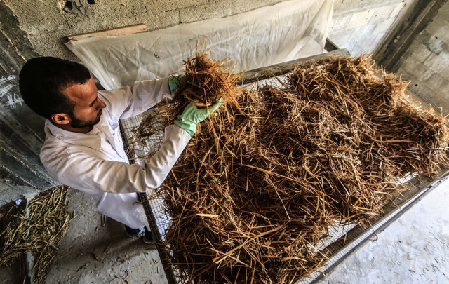高端食用菌养殖市场分析_轻松赚钱小项目_2025年最具潜力养殖项目