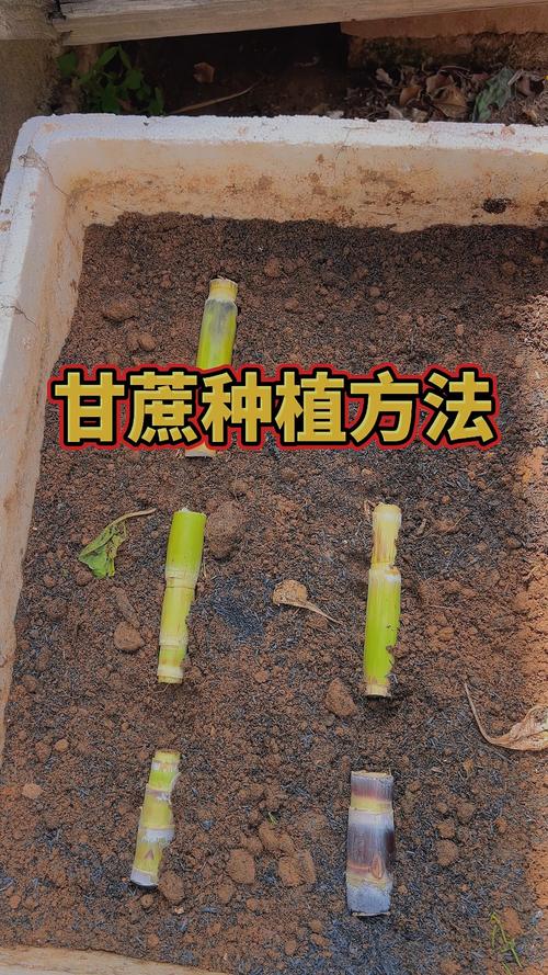 农村有机蔬菜种植_现在免费的赚钱好方法_农村花卉种植项目