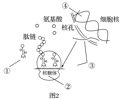 因特尔未来教育模块二 生物学科教学方法策略_因特尔未来教育模块二 生物学科教学活动设计_因特尔未来教育模块二 生物学科