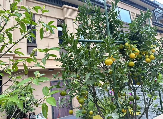 树景房 北京 二手房 运营_罗西住宅区价格会跌吗