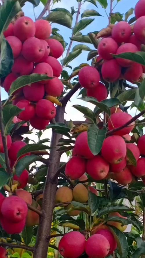 鸡心果夏季病虫害防治_鸡心果种植园春季修剪_什么果树好管理又赚钱