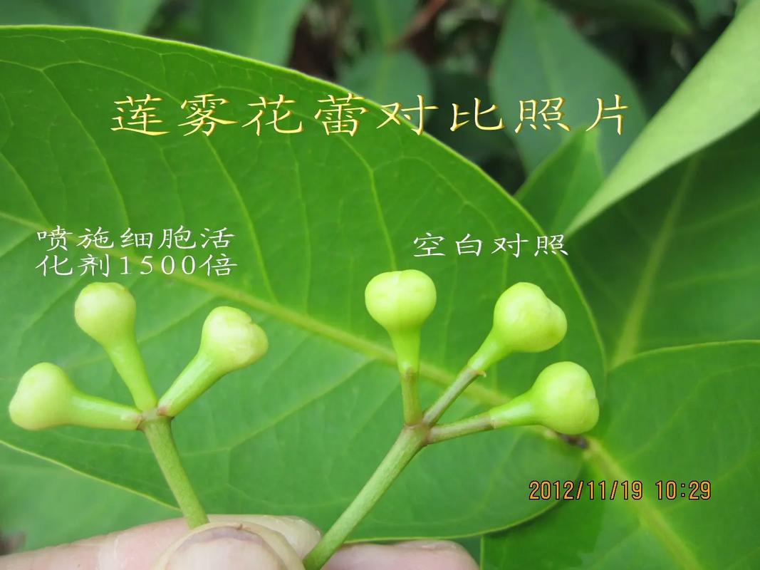 庭院经济增收_什么果树好管理又赚钱_凤尾镇莲雾种植
